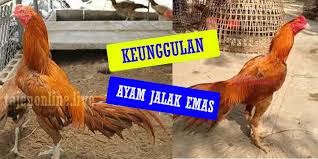 Bagian potongan ayam ada yang masih bingung membedakan paha atas dan paha bawah. Menjelaskan Mengenai Keunggulan Jenis Ayam Jalak Emas Kompasiana Com