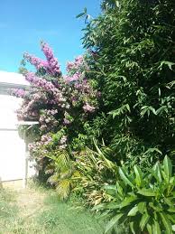 A dwarf form of thornless bougainvillea with extremely slow growth. Who Grows Bougainvillea Arborea Tropical Looking Plants Other Than Palms Palmtalk
