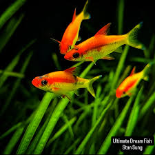 Image result for Satyrium kitimboense