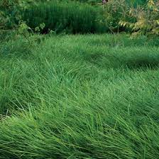 It is a great product for a variety of applications including those who need a low maintenance lawn solution. Low Maintenance Alternatives To Lawns Finegardening