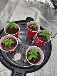 Cherry pie r1, chernobyl(slymer cut) and johnny dang r1 - Overgrow.com