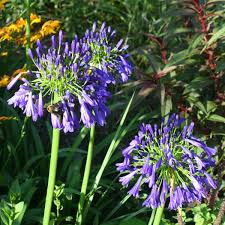 Image result for Ellipanthus