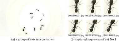 Notice where their waste is. Online Tracking Of Ants Based On Deep Association Metrics Method Dataset And Evaluation Sciencedirect