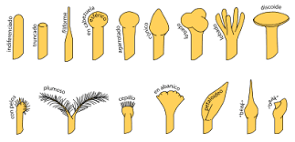 Maybe you would like to learn more about one of these? Stigma Botany Wikipedia