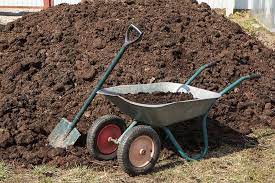 Bur clover (medicago polymorpha) germinating from horse manure. Is Horse Manure Good Fertilizer For Grass Pepper S Home Garden