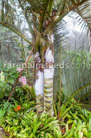 Image result for Monopsis decipiens