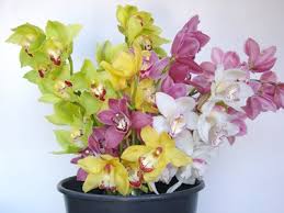 Welcome to wholesale cheap artificial flower in stock here and get quotation from our factory. Nz Wholesale Slater S Orchids