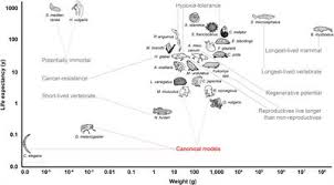 Check spelling or type a new query. Frontiers Alternative Animal Models Of Aging Research Molecular Biosciences