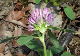Image result for Trifolium isthmocarpum