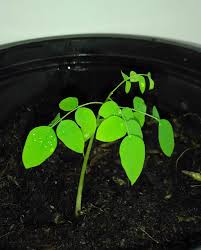 We did not find results for: Thaidragon Growing Carambola Or Starfruit From Seeds
