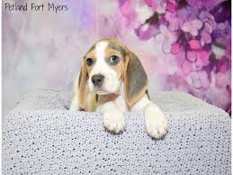 Beagle puppies florida, akc beagles tampa, st. Beagle Puppies Petland Fort Myers Florida