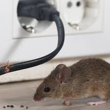 Ich möchte in ein land fahren, wo es zu dieser zeit schön warm ist. Mause Vertreiben So Werden Sie Die Nagetiere Los Stern De