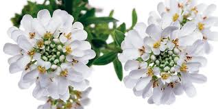 Vaso ceramica bianco fiori (cod. Iberis In Vaso Fiori Bianchi Fino Alla Primavera Cose Di Casa