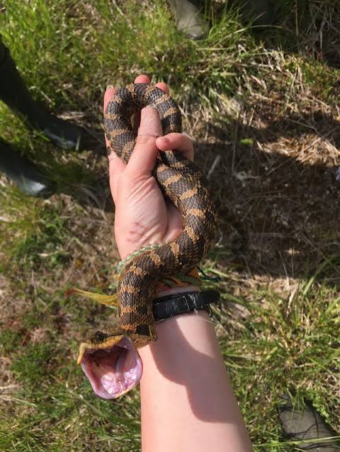 Nature's biggest drama queen (eastern hognose, Heterodon platirhinos) : r/ snakes