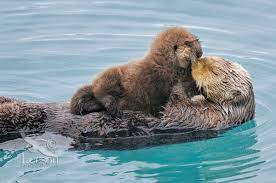 Mother Sea Otter With Baby Baby Sea Otters Cute Animals Otters