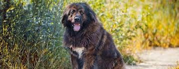 The caucasian shepherd's original purpose was to protect livestock. Russian Bear Dog Caucasian Shepherd Breed Facts Temperament