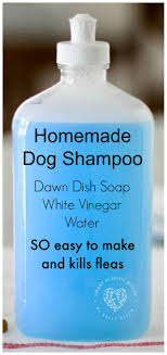 Dish soap solution cannot be used to tackle your gnat problem alone. Pin On A Secret 5