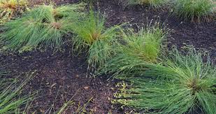 Image result for Scoparia