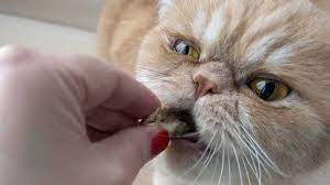 Makin tertarik buat pelihara kucing persia? Inilah 4 Makanan Yang Bagus Untuk Kucing Persia Terbaik