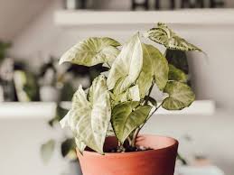 Pflanzen Onlineshops Empfehlungen Wo Kaufe Ich Meine Zimmerpflanzen Pflanzen Pflanzen Online Bestellen Zimmerpflanzen