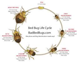 bed bug life cycle