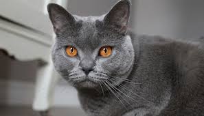 Image result for chartreux