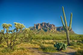 Morning landscape with joshua tree and mountains over sunrise. Royalty Free Cacti Photos Free Download Pxfuel