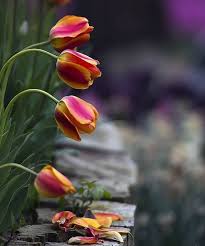 Pin By Georgy Dali Shamoun On Flower Flowers Flower Pictures Botanical Flowers