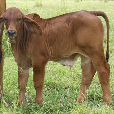 The brahman breed originated from bos indicus cattle originally brought from india. Premium Healthy Alive Brahman Cattle And Bulls For Sale Buy Holstein Dairy Cows For Sale Brahman Calves Brahman Bulls Pregnant Brahman Cattle Cows Healthy Pregnant Holstein Heifers Cow Product On Alibaba Com