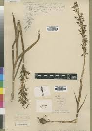 Image result for Habenaria epipactidea