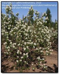 Serviceberry Juneberry Shadbush Saskatoon Berry 6 15 H Full Sun Acidic Deciduous White Blooms Midspring Landscape Plans Garden Privacy Unique Plants