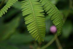 Image result for Mimosa mossambicensis
