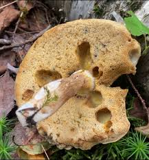 Image result for Xanthoconium sp.
