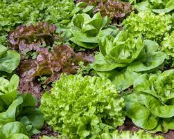 Dahlien zählen zu den beliebtesten „futterpflanzen von schnecken, daher den frischen austrieb vor. Salat Aussaen Pflegen Und Ernten Mein Schoner Garten
