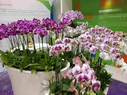 La belle is the best distributor of decorative corporate ornamentals and unique gifts in singapore. Orchid Growing For Beginners The Definitive Guide