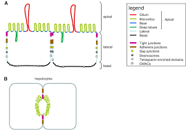 Maybe you would like to learn more about one of these? Epithelial Cell Cell Junctions And Plasma Membrane Domains Sciencedirect