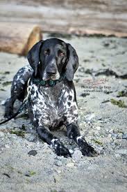 Black And White Pointer Dog Kati Black White Roan German Shorthaired Pointer German Shorthaired Pointer Dog German Shorthaired Pointer Gsp Dogs