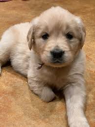 Rolling Oaks Goldens Specializing In Breeding And Training