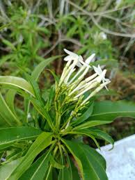 Image result for Alstonia venenata