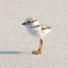 Pin On Sandpipers