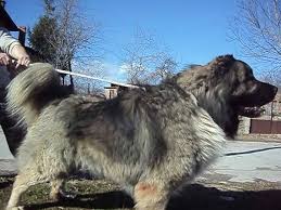 Резултат с изображение за кавказка овчарка