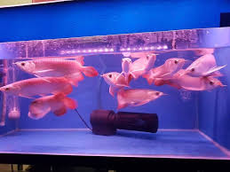  We Have Available The Following Arowana Fishes In Stock Now Super Red 24 K Golden Banjar Red Cross Back Red Tail Golden Hbr Beautiful Fish Chili Red Red Dragon