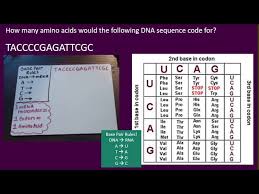 Answer key to transcription and translation summary essentials of medical transcription applied english phonemic transcription students with a refreshable braille display can learn and apply diction. Protein Synthesis Practice Problems Youtube