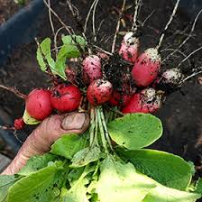 Image result for Raphanus sativus