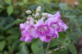 Image result for Podranea brycei