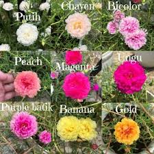 Check spelling or type a new query. Jual Bibit Bunga Paket 9 Macam Warna Bunga Pukul 9 Kab Bekasi Karnooluang Kuno Tokopedia