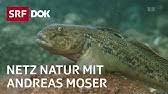 Die redaktion «netz natur» produziert vier eigenproduktionen im jahr, die vom biologen andreas moser moderiert und kommentiert werden. Invasive Arten In Der Schweiz 2 2 Netz Natur Mit Andreas Moser Doku Srf Dok Youtube