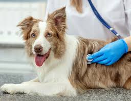 Check spelling or type a new query. Broadway Animal Hospital The Pacific Northwest Veterinarian