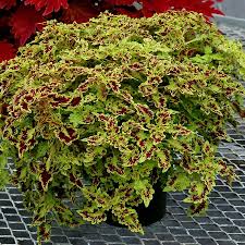 Image result for Coleus thyrsoideus