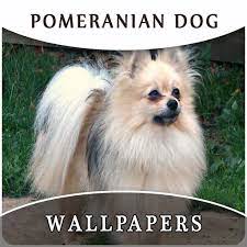 Pomeranian Dog Wallpapers And Background Amazon Com Appstore For Android